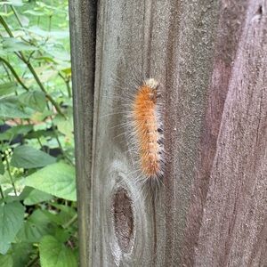 Meet your Posher, Southern Antique